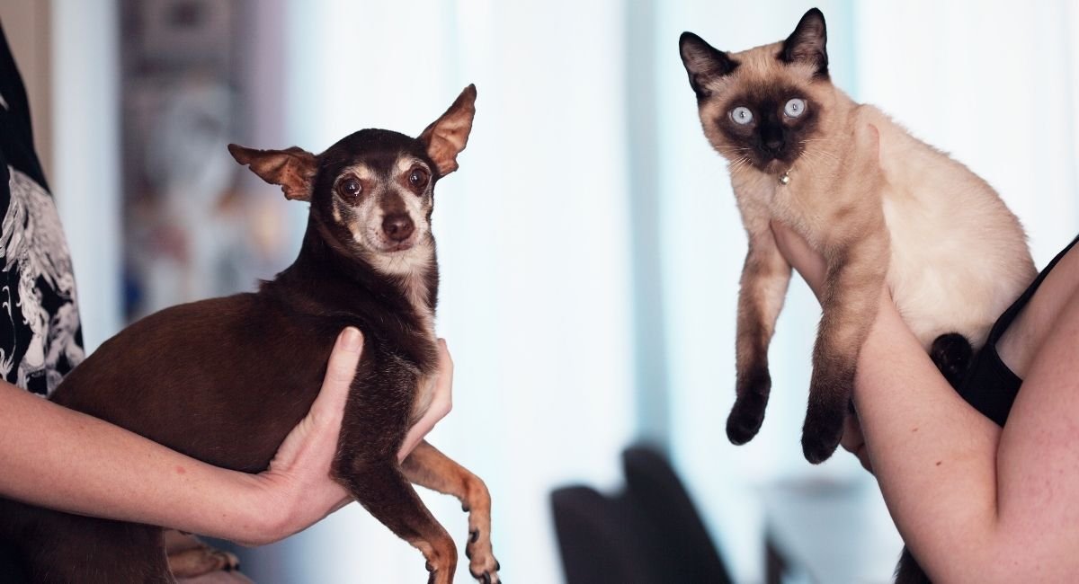 Cuida a tus mascotas con el seguro Medipet